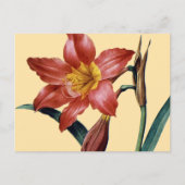 Amaryllis Briefkaart (Voorkant)