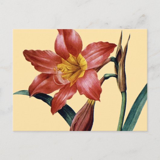 Amaryllis Briefkaart (Voorkant)