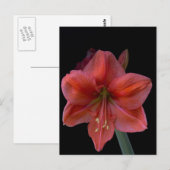 Amaryllis Briefkaart (Voorkant / Achterkant)
