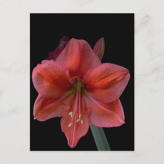Amaryllis Briefkaart (Voorkant)