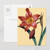 Amaryllis Briefkaart (Voorkant / Achterkant)