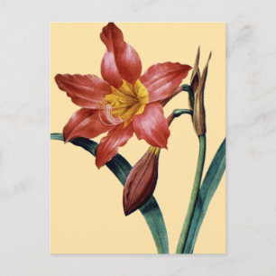 Amaryllis Briefkaart
