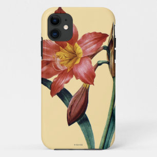 Amaryllis iPhone 11 Hoesje