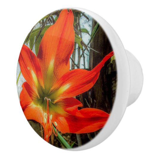 Amaryllis Close-up Keramische Trekker Knop (Rechts)