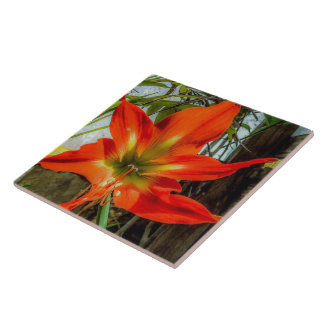 Amaryllis Closeup Ceramic Tile Tegeltje