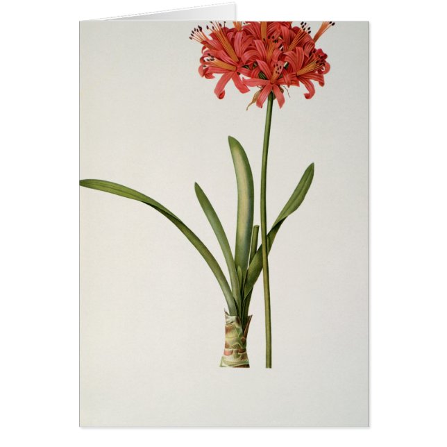Amaryllis Curvifolia, 1809, van "Les" (Voorkant)