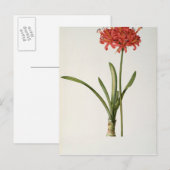 Amaryllis Curvifolia, 1809, van "Les" Briefkaart (Voorkant / Achterkant)