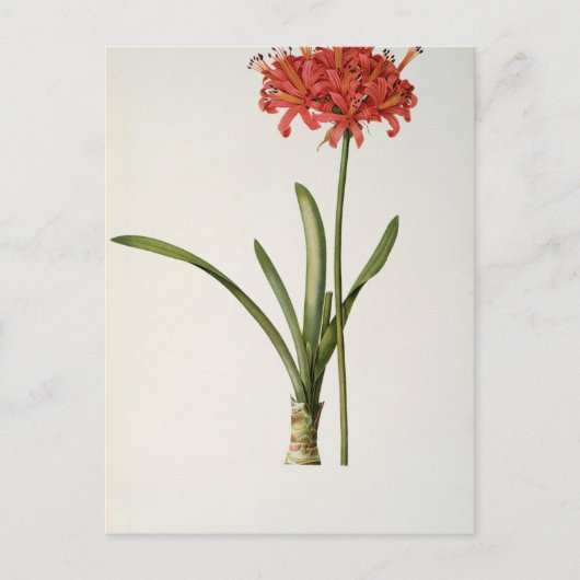 Amaryllis Curvifolia, 1809, van "Les" Briefkaart (Voorkant)