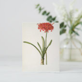 Amaryllis Curvifolia, 1809, van "Les" Briefkaart (Staand voorkant)