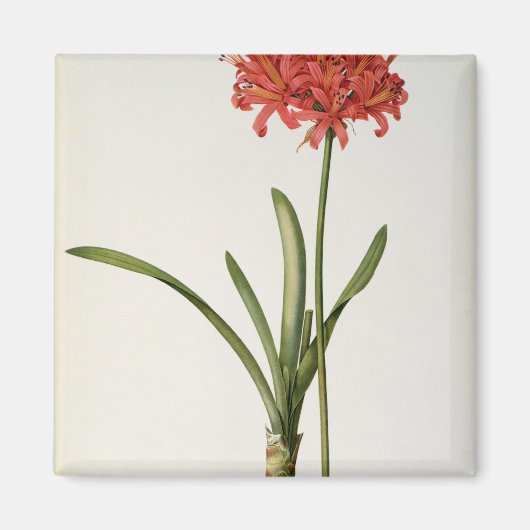 Amaryllis Curvifolia, 1809, van "Les" Magneet (Voorkant)
