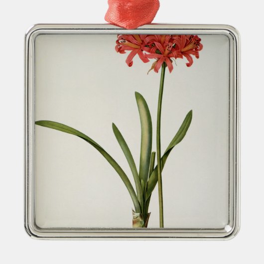 Amaryllis Curvifolia, 1809, van "Les" Metalen Ornament (Voorkant)