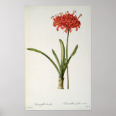 Amaryllis Curvifolia, 1809, van "Les" Poster (Voorkant)