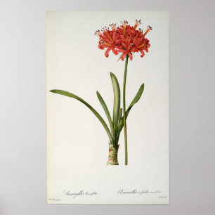 Amaryllis Curvifolia, 1809, van "Les" Poster