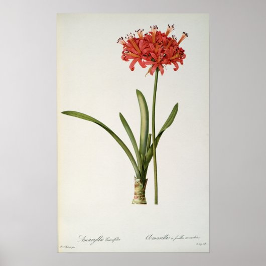 Amaryllis Curvifolia, 1809, van "Les" Poster (Voorkant)
