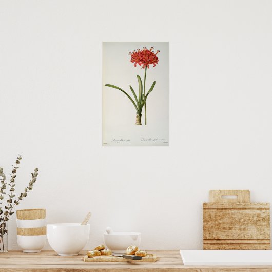 Amaryllis Curvifolia, 1809, van "Les" Poster (Keuken)