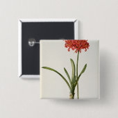 Amaryllis Curvifolia, 1809, van "Les" Vierkante Button 5,1 Cm (Voorkant /achterkant)