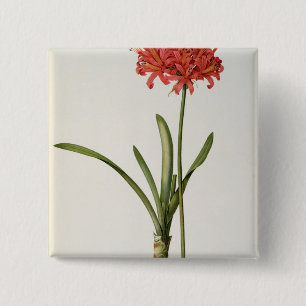 Amaryllis Curvifolia, 1809, van "Les" Vierkante Button 5,1 Cm
