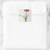 Amaryllis Curvifolia, 1809, van "Les" Vierkante Sticker (Tas)