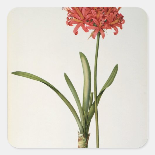 Amaryllis Curvifolia, 1809, van "Les" Vierkante Sticker (Voorkant)