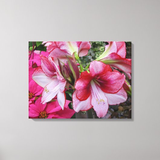 Amaryllis en Poinsettia Red Holiday Flowers Canvas Afdruk (Voorkant)