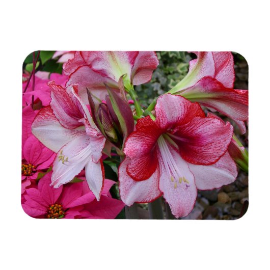 Amaryllis en Poinsettia Red Holiday Flowers Magneet (Horizontaal)