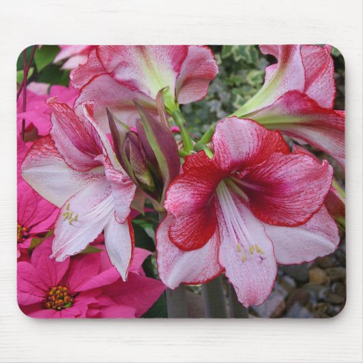 Amaryllis en Poinsettia Red Holiday Flowers Muismat (Voorkant)