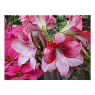 Amaryllis en Poinsettia Rode Kerstbloemen Foto Afdruk