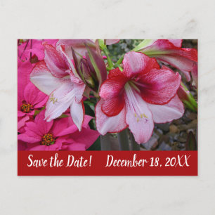 Amaryllis en Poinsettia's reserveer de datum Aankondigingskaart
