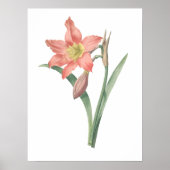 Amaryllis Equestre, Bloem Botanisch Poster (Voorkant)