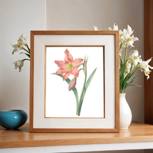 Amaryllis Equestre, Bloem Botanisch Poster