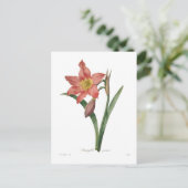 Amaryllis equestris briefkaart (Staand voorkant)