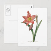 Amaryllis equestris briefkaart (Voorkant / Achterkant)