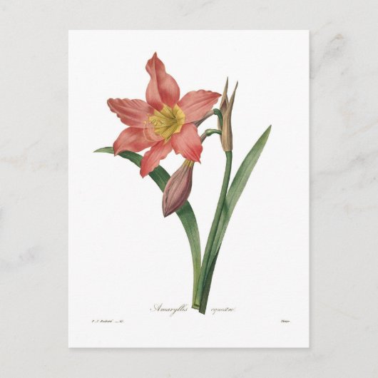 Amaryllis equestris briefkaart (Voorkant)