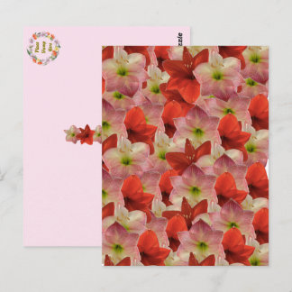 Amaryllis Floral Briefkaart
