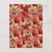 Amaryllis Floral Briefkaart (Voorkant)