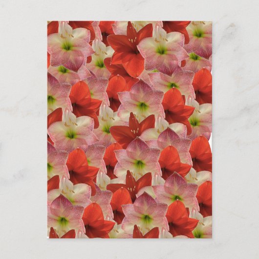 Amaryllis Floral Briefkaart (Voorkant)