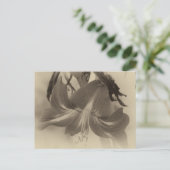 Amaryllis Flower Antiek Effect Foto Briefkaart (Staand voorkant)