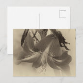 Amaryllis Flower Antiek Effect Foto Briefkaart (Voorkant / Achterkant)