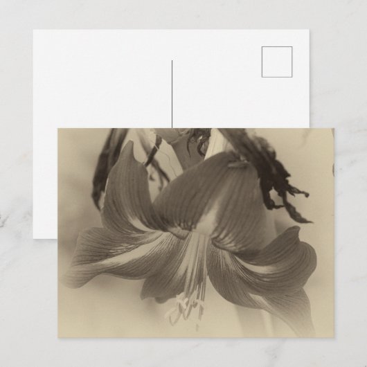 Amaryllis Flower Antiek Effect Foto Briefkaart (Voorkant / Achterkant)