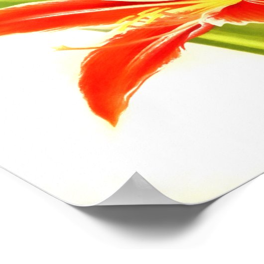  Amaryllis Flower Poster (Hoek)