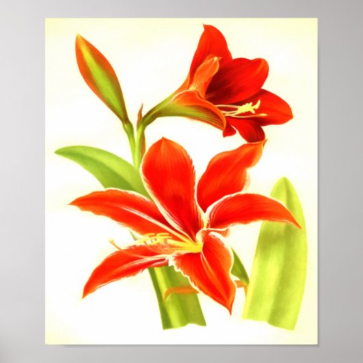 Amaryllis Flower Poster (Voorkant)