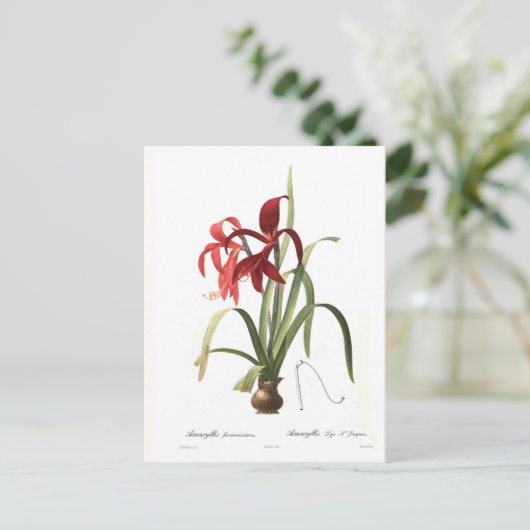 Amaryllis formosissima briefkaart (Staand voorkant)