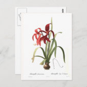 Amaryllis formosissima briefkaart (Voorkant / Achterkant)