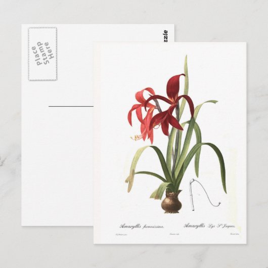 Amaryllis formosissima briefkaart (Voorkant / Achterkant)