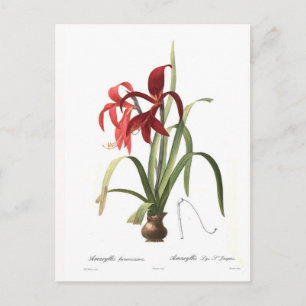 Amaryllis formosissima briefkaart
