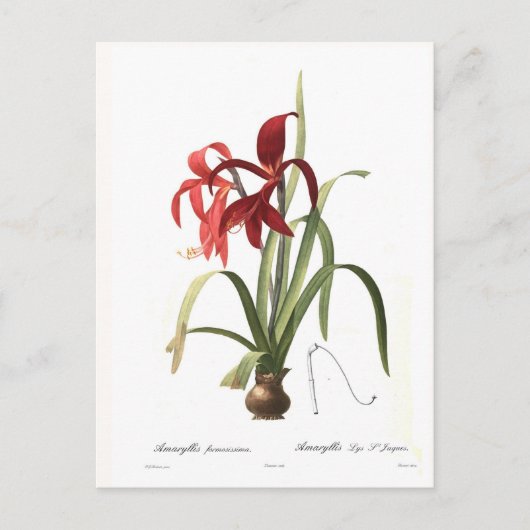Amaryllis formosissima briefkaart (Voorkant)