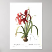 Amaryllis formosissima poster (Voorkant)