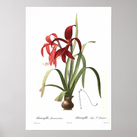 Amaryllis formosissima poster (Voorkant)