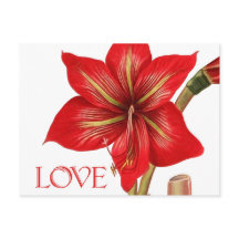 Amaryllis Holiday Briefkaart