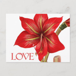 Amaryllis Holiday Briefkaart